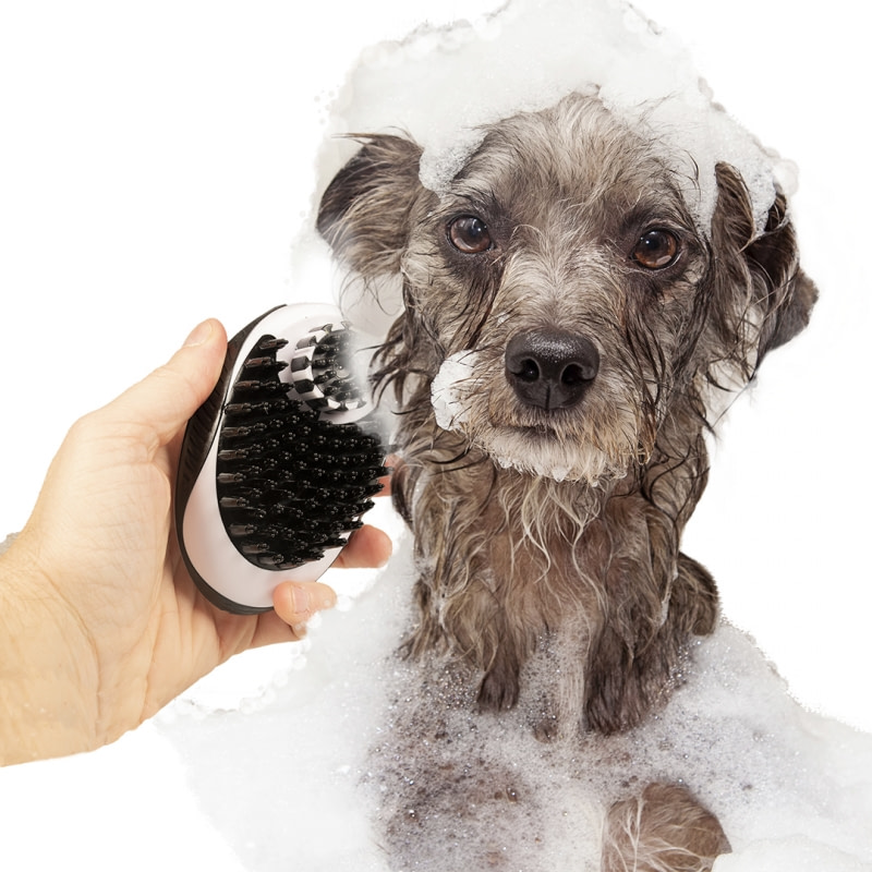 Jouw hond wassen was nog nooit zo gemakkelijk met de Duvo+ shampoo borstel. Vul de borstel met shampoo en zeep jouw hond in alle comfort in. De borstel past perfect in de palm van de hand. De zachte siliconen borstelharen verwijderen vuil en dode haren en masseren de huid. Jouw hond heeft in een handomdraai opnieuw een gezonde en glanzende vacht. Geschikt voor alle vachttypes.